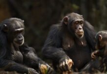 Nooc ka mid ah daanyeerada iyo aadanaha oo la ogaaday wax ay ka siman yihiin