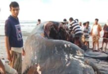 Kalluumaysato sabool ah oo heley cambarka nibiriga oo qiimihiisu gaaraya $1.5 milyan oo doolar