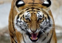 Bangladesh ayaa xirtay nin ay labaatan sano ku raad joogtay