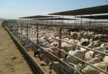 Maxaa xanibay xoolaha u dhoofi lahaa suuqyada sucuudiga maadama uu xayiradii ka qaaday