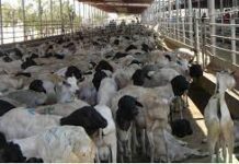 Wasarada xananada Xoolaha Somaliland oo hakisay xoolihii tagi jirey Sucuudiga