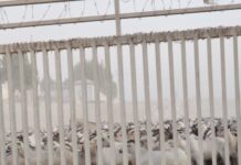 Xoolo ka dhaafi lahaa dekada Berbera ayaa ku xaniban Albaabka laga sii daayo xoolaha,