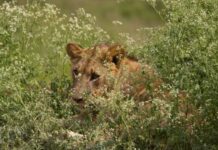 Libaaxyo lagu dhex arkay Nairobi oo dadka loogu baaqay in ay ka feejignaadaan