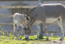 Dameerkii Soomaaliya ee laga cabsi qabay in uu dabar ga’o oo ku dhalay beer ku taalla Ingiriiska
