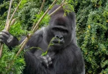 Daanyeerrada dhirta isku daweeya oo gacan ka geysan kara helidda daawo cusub