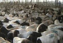 Gncsadihii Dagaalka kusoo qaaday dhoofka Xoolaha soomalida Abu Yasir oo Hargeysa imanay