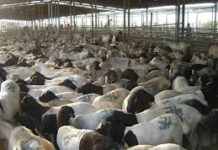 Berbera, Gancasade Abu yasir halaga xayiro dhoofka xooalah soomalisda, Suladiin iyo qaybo bulshada k