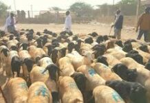 Gnacsadedaha Yemeniga ah e Abu Yasir oo Hargeysa imanaya iyo Kacdoonka ganacstada Xoolaha oo wali taagan,