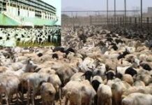 Madaxwaynaha dawlada Muqdisho oo Weerar kusoo qaaday Dhoofkii Xoolaha Loo diro Sucuudiga e ka dhoofa Dekadaha Berbera iyo Boosaso,Ganacsade Yemeni ah e Abu Yasir ayanu warqad Koote ah Siiyay