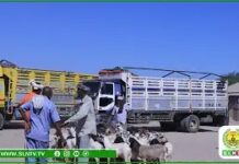 Dhaqdhaqaaqa suuqa Xoolaha oo laga dareemayo saylada magaalada Hargaysa.