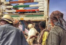 Ganacsatada Xoolaha Dhoofisa ayaa saaka siwayn ugu gilgishay Cashuur labaad oo mayorka magaalada Burco amar ku bixiyay in laga qaado Xoolaha