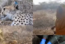 Qoys Soomaali ah oo ‘si naxariis leh’ u koriyay haramcad kadibna ku wareejiyay hay’adda duurjoogta Kenya