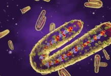 Muxuu yahay cudurka dilaaga ah ee ka dillaacay Itoobiya lagana cabsanayo inuu faafo?